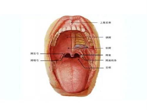 口腔烫的水泡多久能好 口腔烫的水泡怎么处理