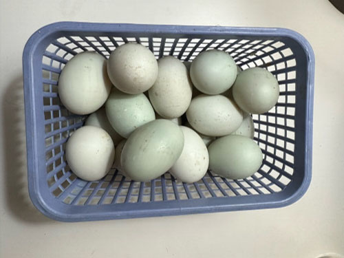 鸭蛋怎么吃最有营养,三种鸭蛋的最佳做法