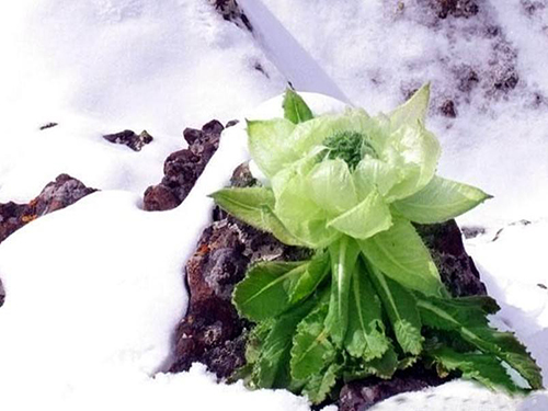 天山雪莲价格 