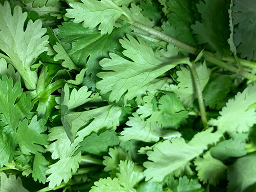 葱白香菜根的功效