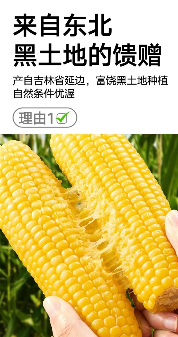 天猫超市自有品牌:喵满分东北黄糯玉米16元8穗嘎嘎香